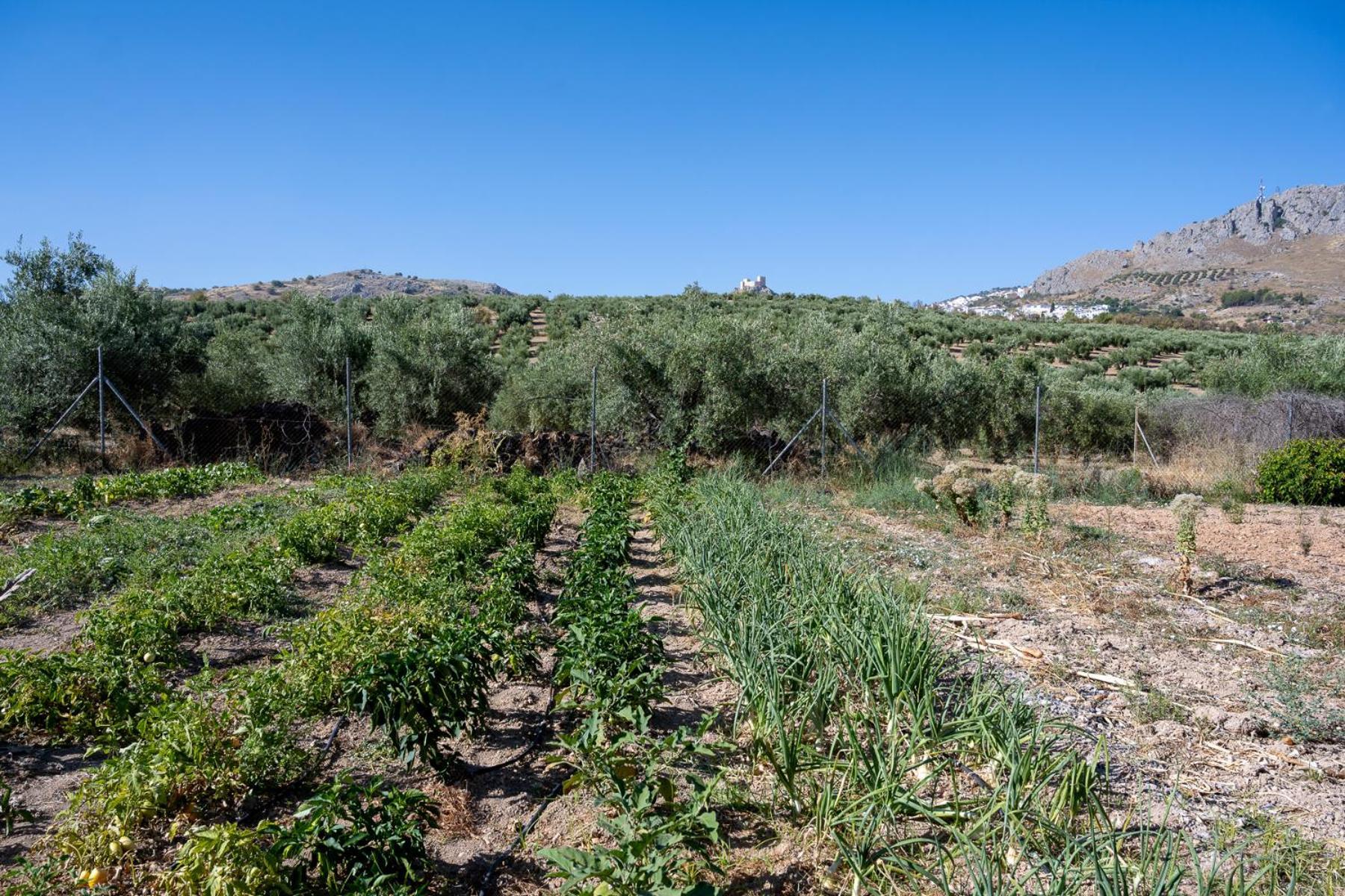 Agroturismo Ecologico El Cortijillo Luque Luaran gambar